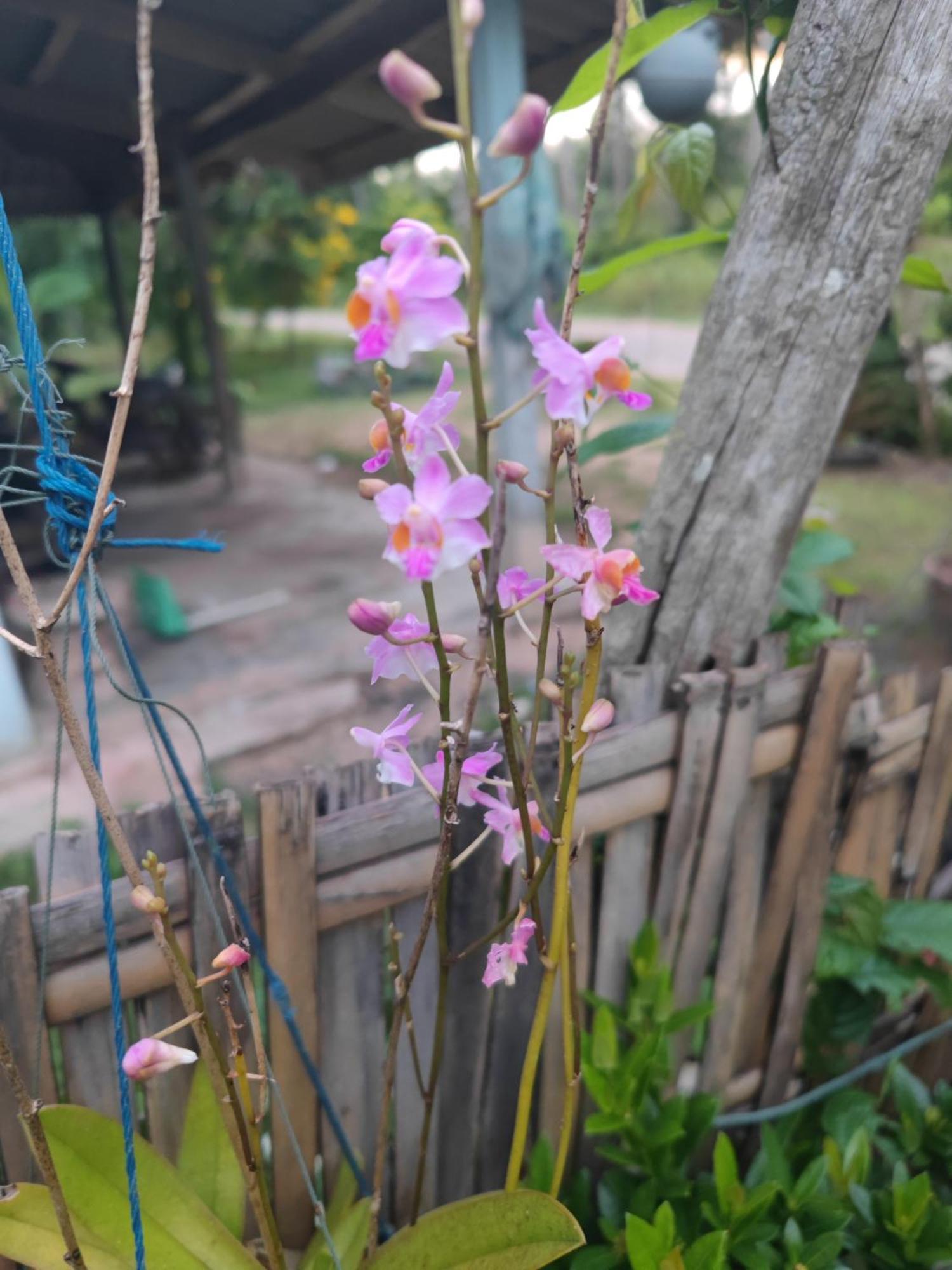 The Secret Garden Homestay Koh Yao Yai Ko Yao Yai Exterior foto