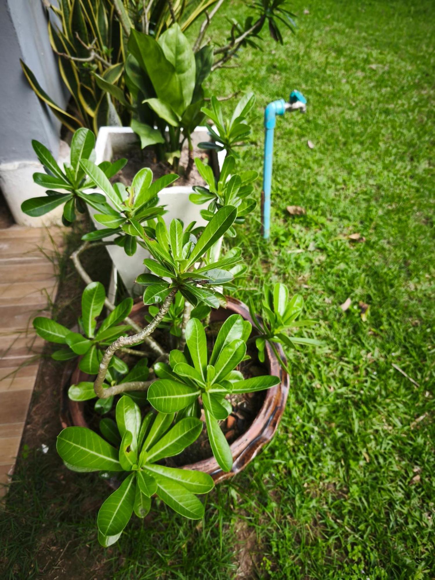 The Secret Garden Homestay Koh Yao Yai Ko Yao Yai Exterior foto