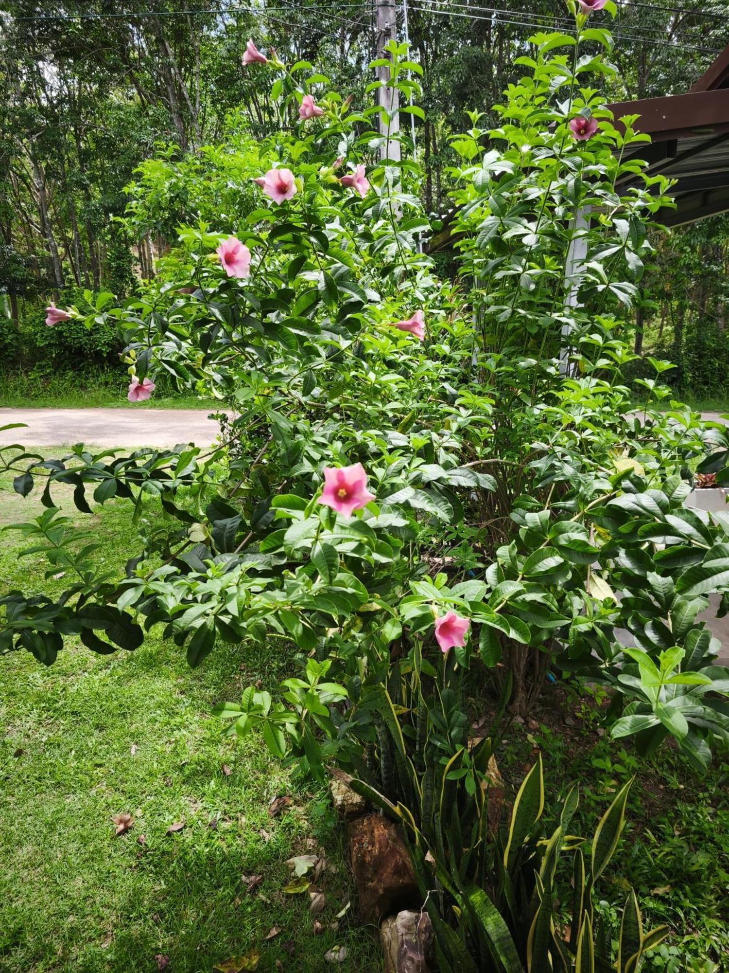 The Secret Garden Homestay Koh Yao Yai Ko Yao Yai Exterior foto